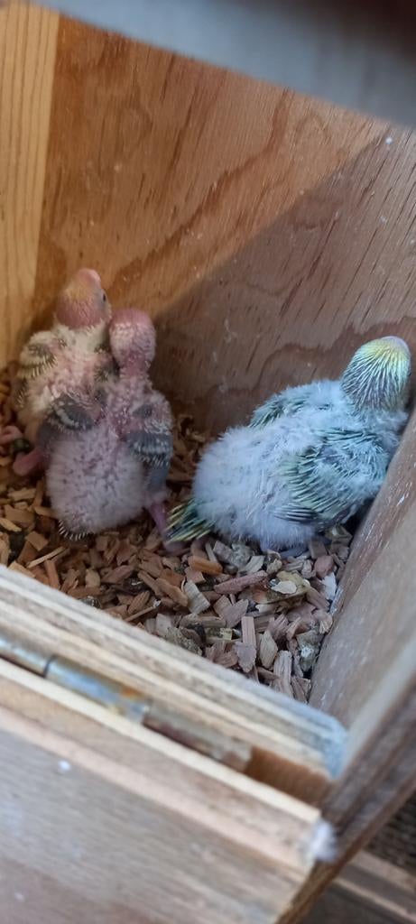 Perruches arc-en-ciel