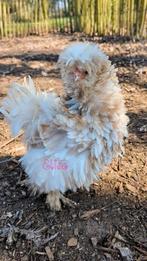 Broedeieren krulveer mottled USA zijdehoen zijdehoenders, Kip