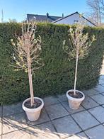 2 mooie olijfbomen in pot te koop, Ophalen, In pot, Olijfboom, 100 tot 250 cm