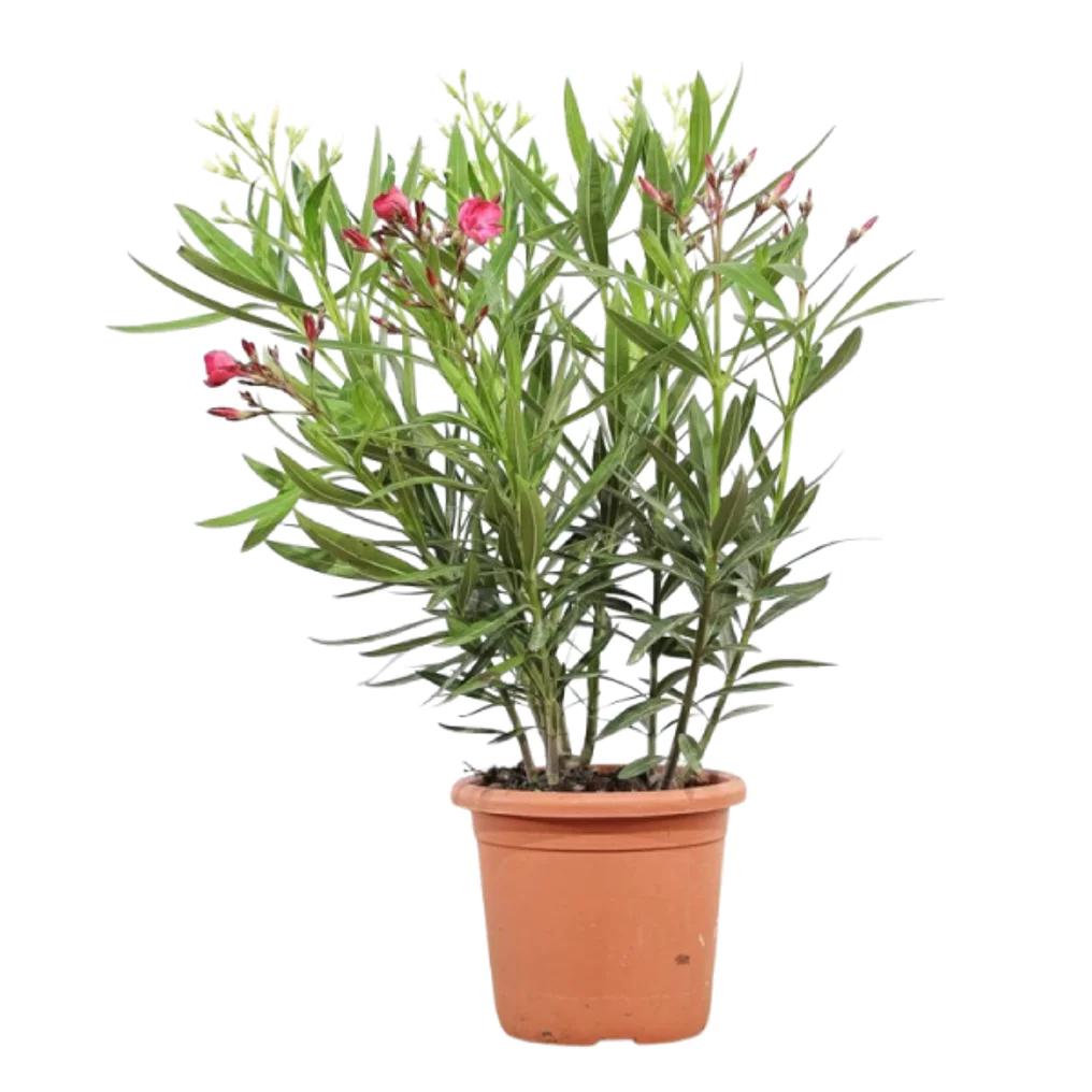 Oleander in pot, Volle zon, Vaste plant, Zomer, Ophalen