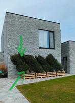 Portugese Laurier +/-15 stuks | 180 - 200cm, Ophalen, Laurier, Haag, 100 tot 250 cm