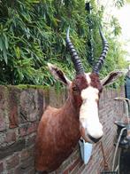 Tête en peluche : taxidermie blesbok, Afrique, chasse, crâne, Enlèvement, Animal sauvage, Bois ou Tête