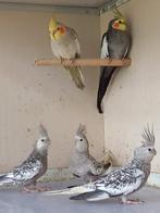 Calopsittes, Animaux & Accessoires, Oiseaux | Perruches & Perroquets