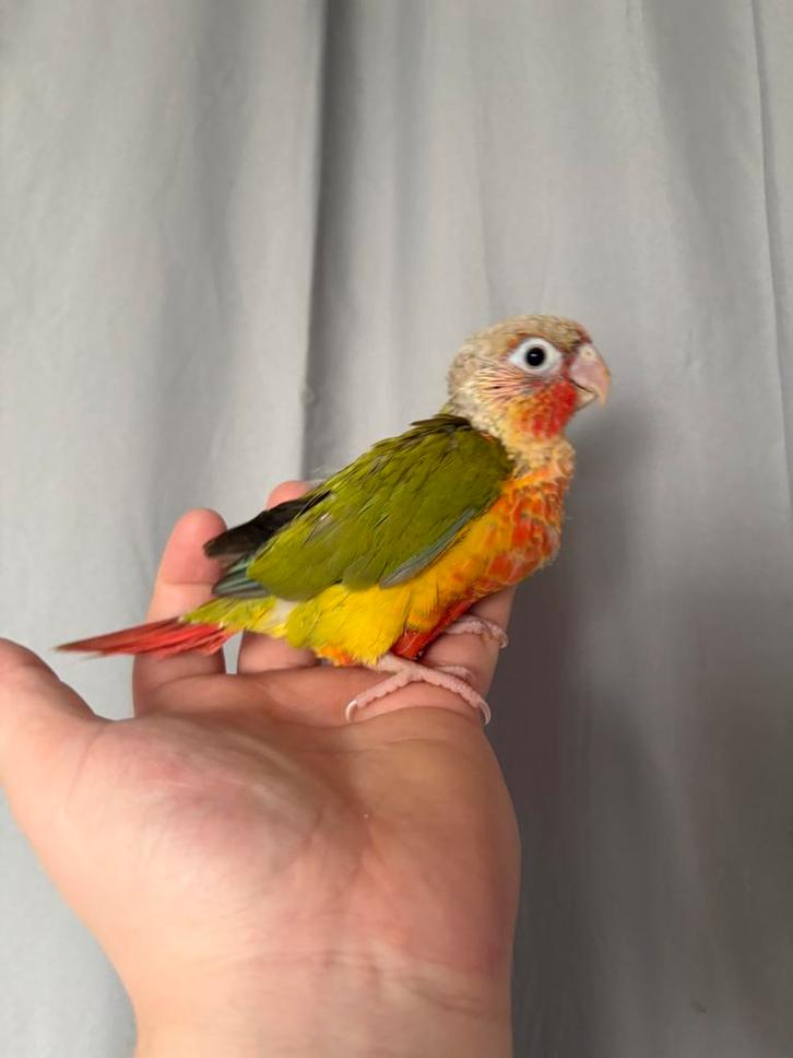 Pyrrhura molinae eam, Animaux & Accessoires, Oiseaux | Perruches & Perroquets, Perroquet, Femelle