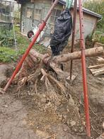 Arrachage de souches & haies (Thuyas) au palan - Rapide et P, Enlèvement