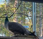 Pauw Hennen (2023), Dieren en Toebehoren