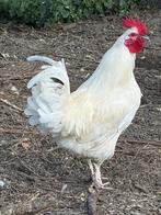 Haan kruising Poule de Bresse en Zijdehoen, Mâle, Poule ou poulet