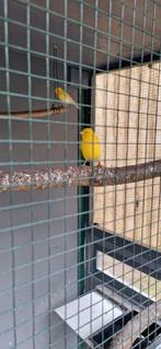 2 Kanariemannen te koop - prijs voor de twee, Animaux & Accessoires