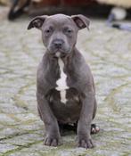 Chiots Stafford américains, Animaux & Accessoires, Chiens | Jack Russell & Terriers, American Staffordshire Terrier, Chienne, Belgique