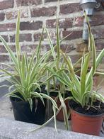 Graslelie, Huis en Inrichting, Kamerplanten, Ophalen, Overige soorten