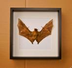 grote vleermuis in kader, Collections, Collections Animaux, Enlèvement ou Envoi, Neuf, Reptile ou Amphibien, Animal empaillé