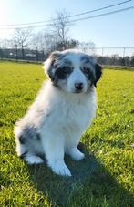 Chiots de berger australiens/Chiots aussi/Bergers australien, Animaux & Accessoires, Plusieurs, Hépatite contagieuse (maladie de Rubarth)