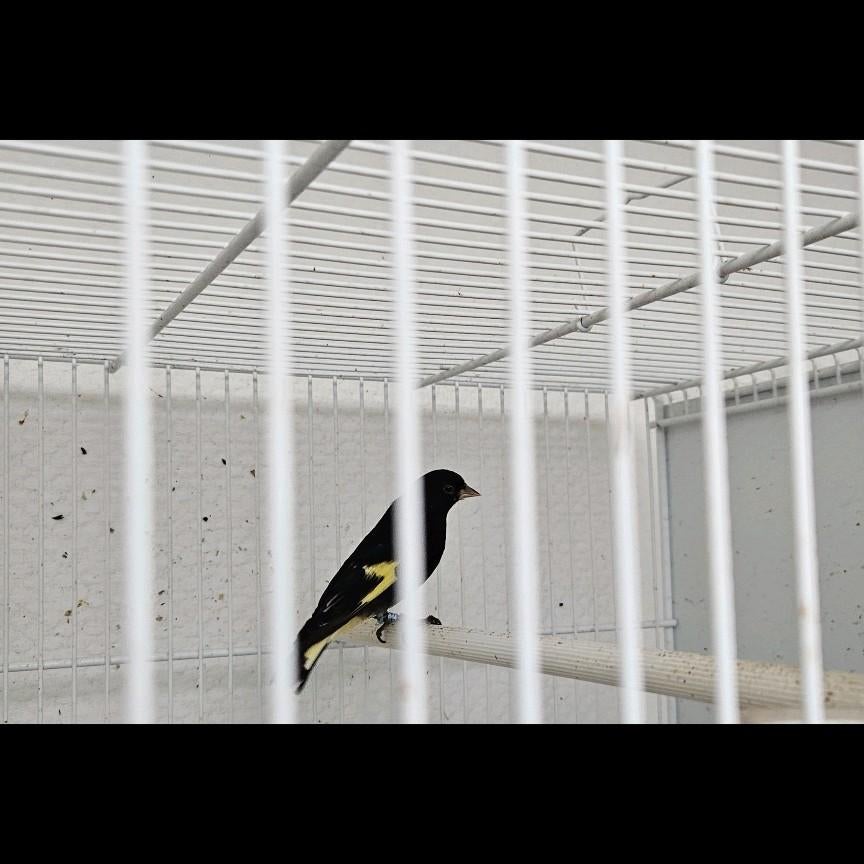 Magnifique Mâle 2025 Tarin noir de Bolivie baguer avec ADN, Animaux & Accessoires, Mâle, Oiseau chanteur sauvage, Bagué