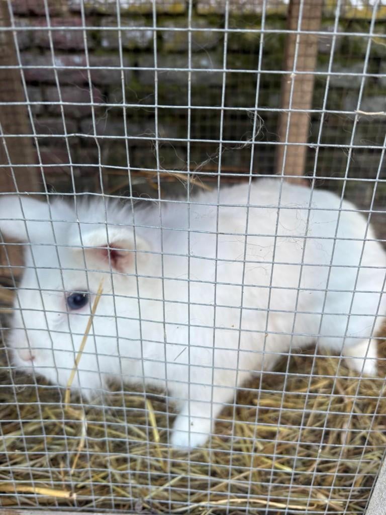 konijn + toebehoren, Mannelijk, Dwerg, 0 tot 2 jaar