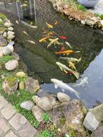 Gratis vijvervissen oa kois, Dieren en Toebehoren