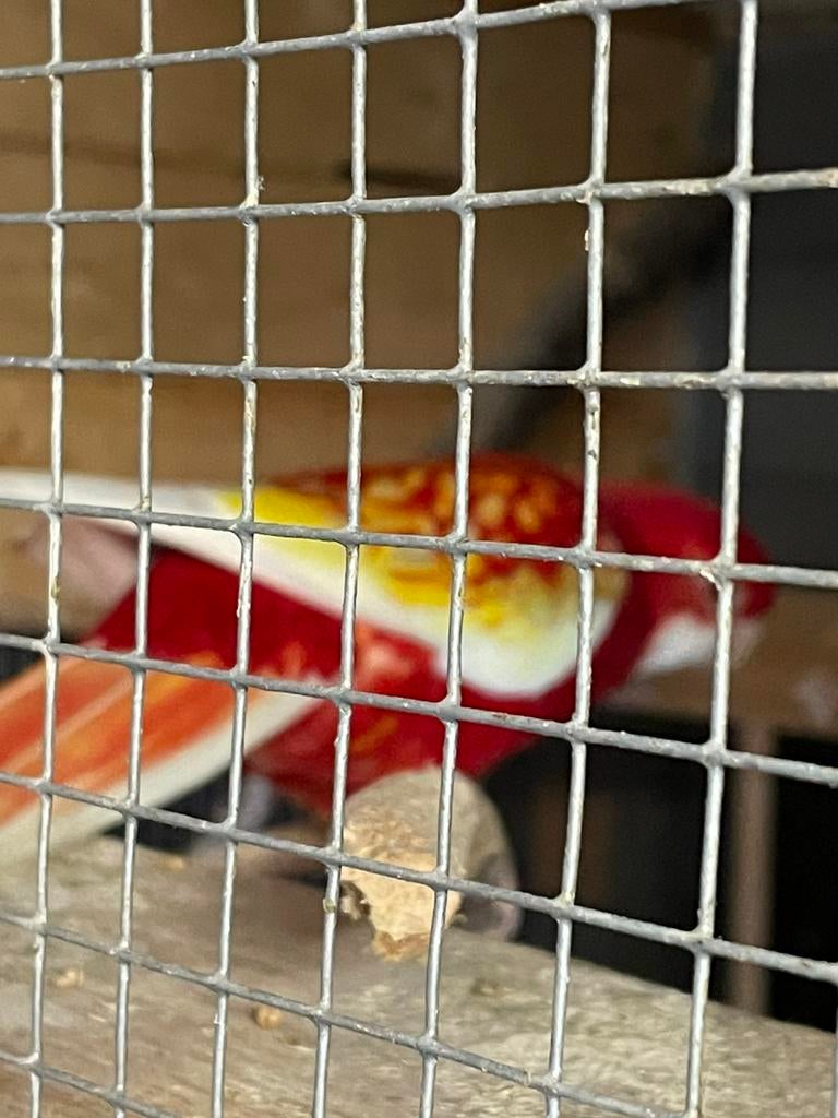 Rozzellas te koop wegens stopzetting