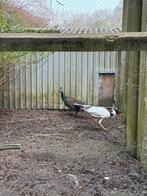 Prachtige bonte en blauwe pauwen, Dieren en Toebehoren, Januari, Meerdere dieren