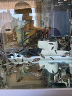 Zebra cichlide - Amatitlania nigrofasciata