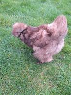 USA zijdehoender hen, Vrouwelijk, Kip