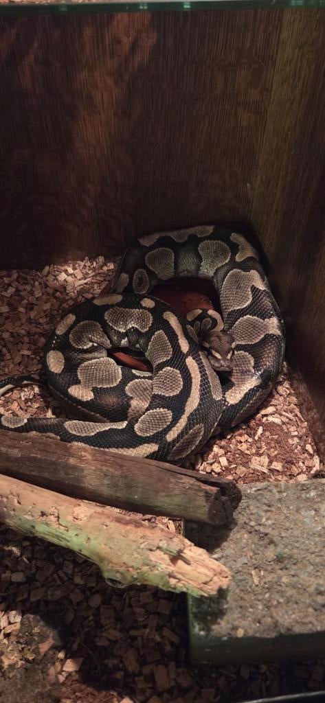 Koningspyton vrouwtje 4 jaar, Dieren en Toebehoren, Reptielen en Amfibieën