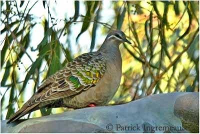 Femelle Lumachelle, Dieren en Toebehoren, Vogels | Overige Vogels, Vrouwelijk, Tropenvogel, Tam