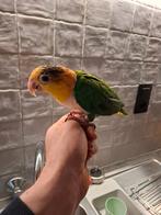 Groendij caque, Dieren en Toebehoren, Dwergpapegaai of Agapornis, Pratend