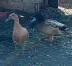 khaki campbell eieren, Dieren en Toebehoren, Pluimvee