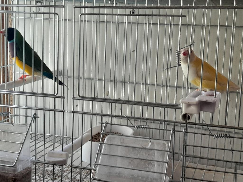 Koppel gouldamadines WK split lutino split cinnamon x lutino