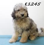 Aussiedoodle pups te koop, 15 weken tot 1 jaar, Buitenland, CDV (hondenziekte), Meerdere