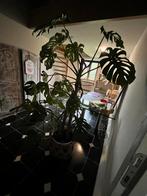 Monstera kamerplant, Huis en Inrichting, Ophalen