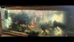 Aquarium met kois en goudvissen te koop, Dieren en Toebehoren, Ophalen