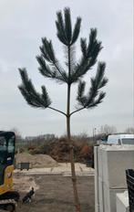 Pinus Nigra 20/25, Enlèvement