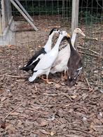 Koppels loopeenden, Plusieurs animaux, Canard