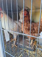 Legkippen, olijflegger cream legbar, Dieren en Toebehoren, Meerdere dieren, Kip