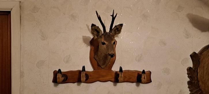 Opgezette Reebok wapenrek, Antiek en Kunst, Curiosa en Brocante, Ophalen