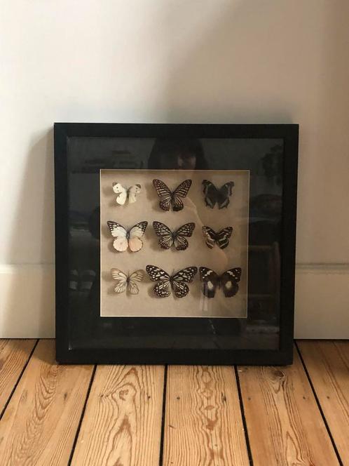 Papillons montés sur cadre / Taxidermie, Maison & Meubles, Accessoires pour la Maison | Cadres, Utilisé, Moins de 50 cm, Moins de 50 cm