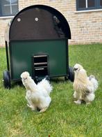 Kippenhok Calimero kippenhokken VAN DE TOEKOMST, Dieren en Toebehoren, Ophalen of Verzenden, Nieuw, Kippenhok of Kippenren