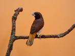 Bruinborstrietvink - Lonchura castaneothorax, Plusieurs animaux, Oiseau tropical, Bagué