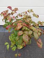 Nandina Fire Power, Tuin en Terras, Ophalen, Herfst, Halfschaduw