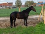 recreatiepaard te koop, Dieren en Toebehoren, Paarden, Niet van toepassing, 11 jaar of ouder, Merrie, Gechipt
