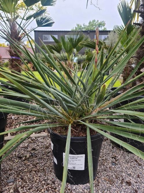 Yucca filamentosa bijna in bloei - palmlelie, Jardin & Terrasse, Plantes | Jardin, Enlèvement