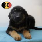 Schitterende Duitse herder pup reu met langhaar te koop, België, 15 weken tot 1 jaar, CDV (hondenziekte), Eén hond