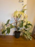 XXL philodendron florida ghost, Huis en Inrichting, Kamerplanten, Ophalen, Overige soorten, Halfschaduw, Minder dan 100 cm