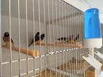 Goulds of  gouldamandine, Dieren en Toebehoren, Vogels | Overige Vogels