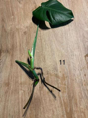 Monstera stek, Huis en Inrichting, Ophalen