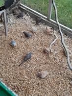 Diamantduifjes 19 Stuks van 2025, Dieren en Toebehoren, Vogels | Duiven, Meerdere dieren, Overige soorten