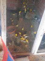 Kanaries 25,te kopp:gele,witte,oranje en geelbontl,de meesg, Dieren en Toebehoren