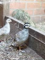 Virginische Boomkwartel 'Grey', Dieren en Toebehoren, Vogels | Overige Vogels, Meerdere dieren, Tropenvogel, Geringd
