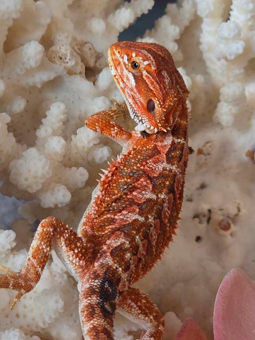 Mooi rood baardagaamvrouwtje, Dieren en Toebehoren, Reptielen en Amfibieën, Hagedis, 0 tot 2 jaar, Tam