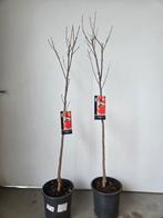 Diospyros Kaki - kakiboom, Enlèvement